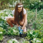 Vegetable Garden